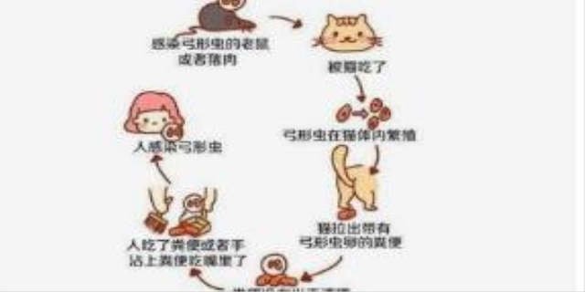 怎么判断猫得了弓形虫