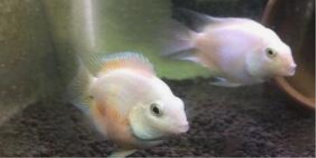 迷你鹦鹉鱼幼苗太难养了