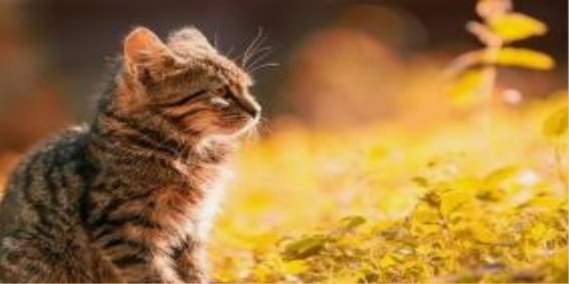 猫耳朵里面有耳螨怎么办
