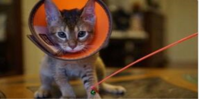 猫为什么会得猫癣呢