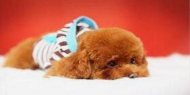  狗狗呕吐吃什么药