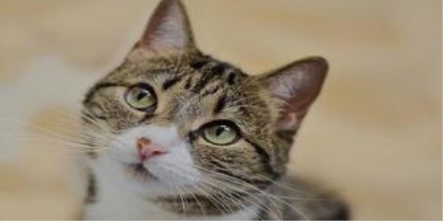 猫为什么会得猫癣呢
