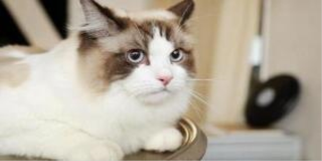 猫咪的寿命一般是多久