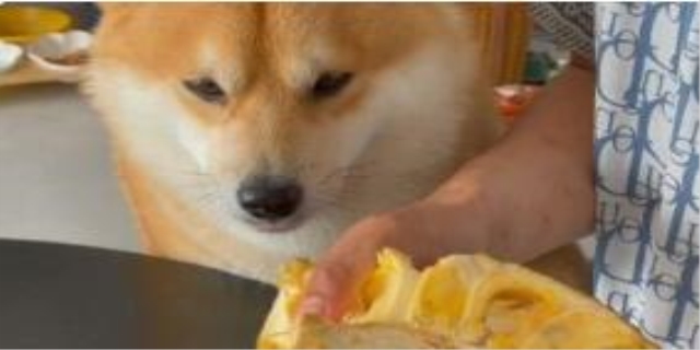 狗能不能吃菠萝蜜