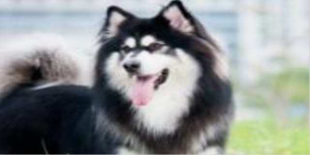 狗狗晚上不睡觉走来走去哼哼唧唧