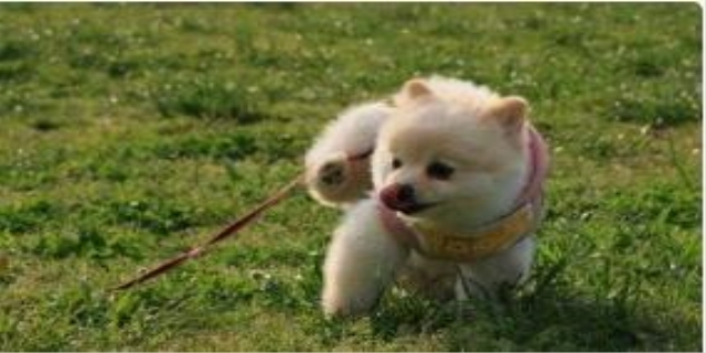 狗狗吃猪肝一次喂多少