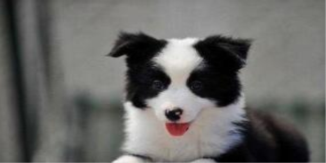   三色边牧是纯种么