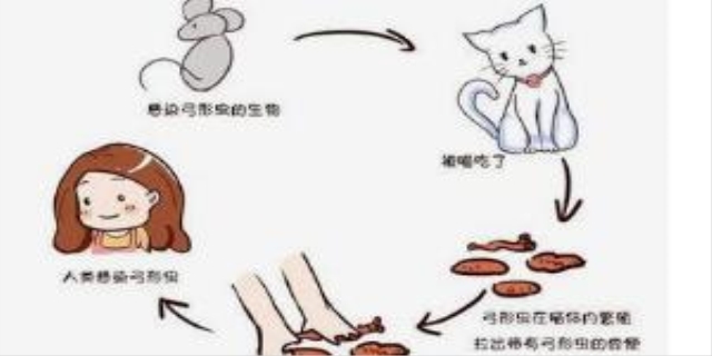  怎么判断猫得了弓形虫