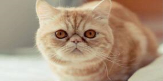 猫的眼睛有很多眼屎和泪水怎么回事