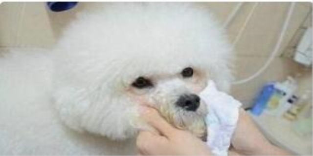   狗狗感冒了怎么办用最简单的方法