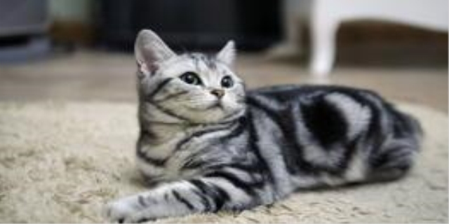  猫在床上拉屎怎么办