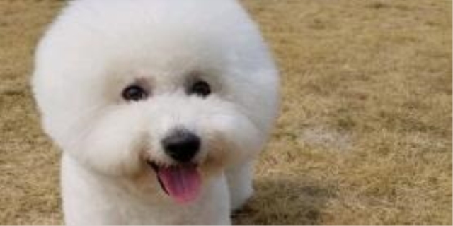 狗狗吐像痰一样的粘液