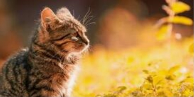  猫耳朵里面有耳螨怎么办