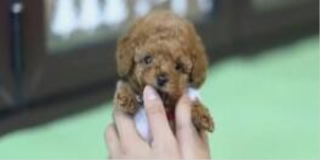 狗狗为什么会得细小
