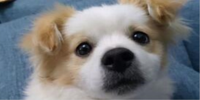 狗狗呕吐吃什么药